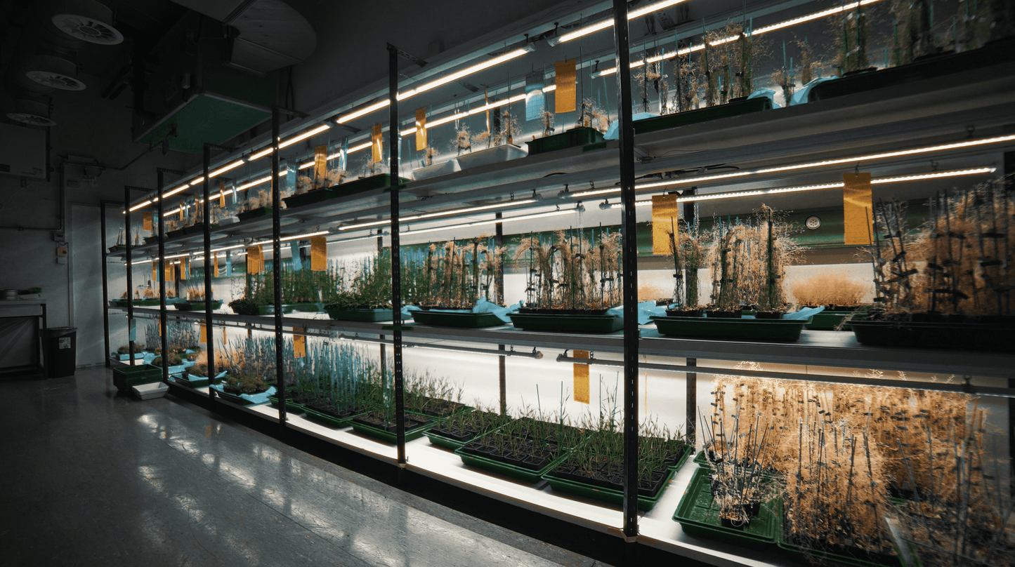 X - CLONE Sun Pro 30 - Default | Future Of Grow