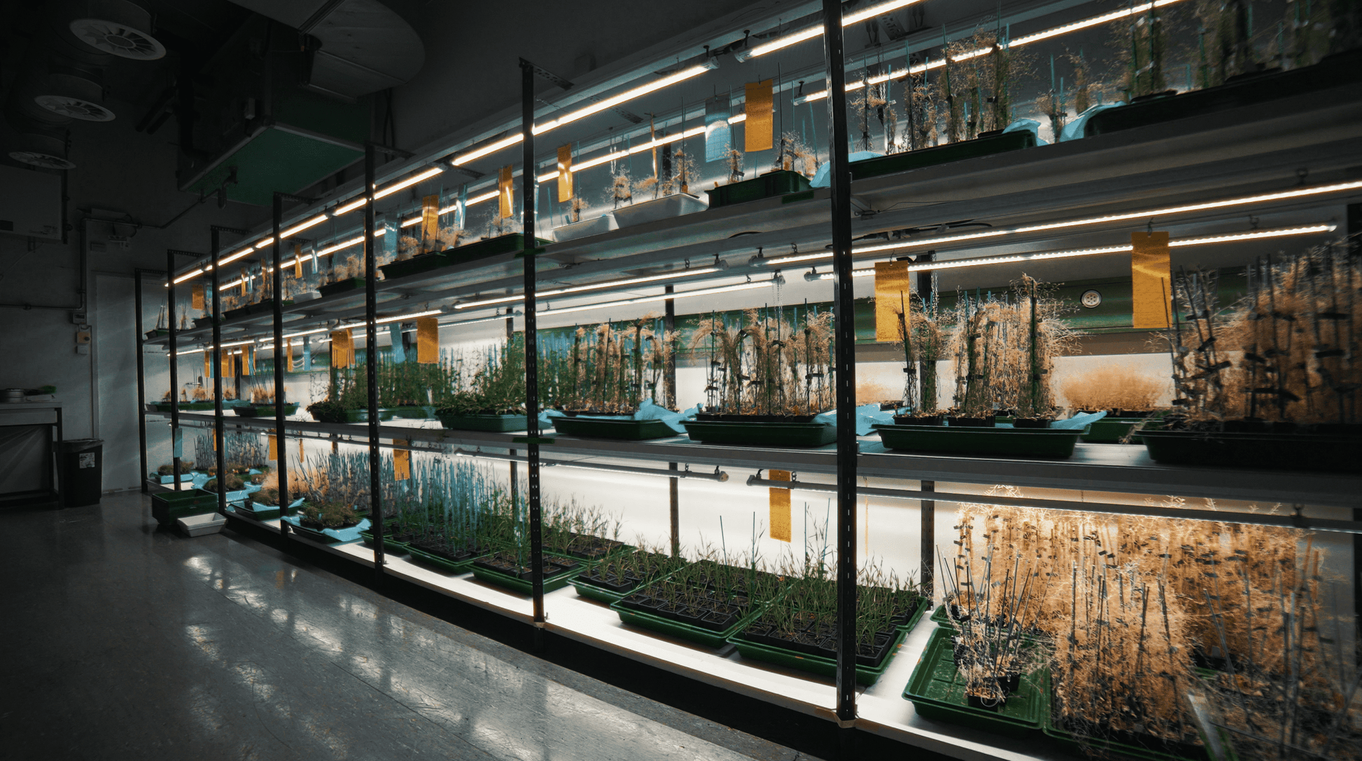 X - CLONE Sun Pro 30 - Default | Future Of Grow